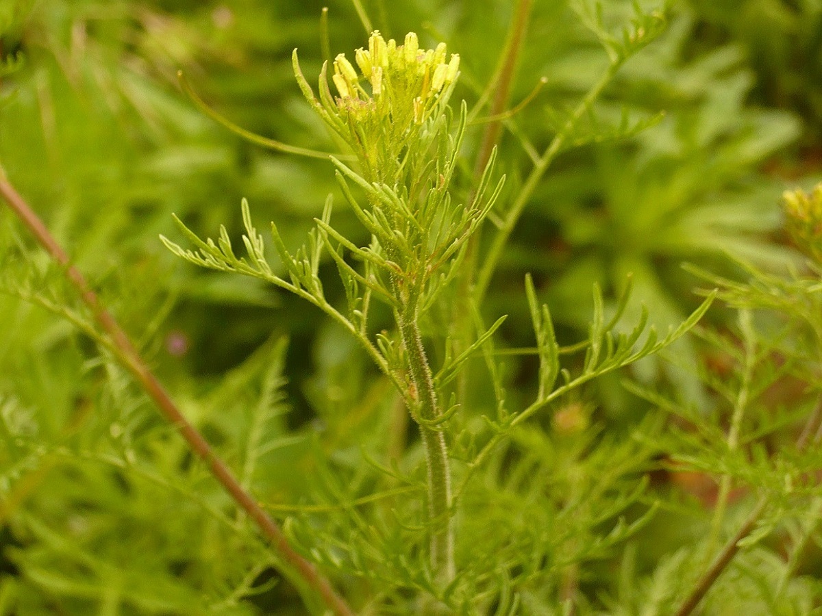 Descurainia sophia (Brassicaceae)